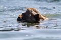 Crab-Eating Macaque Swimming Royalty Free Stock Photo