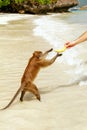 Crab-eating macaque taking banana from tourist at the beach on P