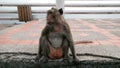 Crab-eating macaque in Thailand. Royalty Free Stock Photo