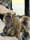 Crab-eating macaques grooming each other Royalty Free Stock Photo