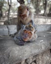 Crab-eating macaques have fun Royalty Free Stock Photo