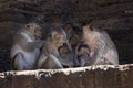 Crab Eating Macaques nursing their young