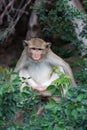 Crab-eating monkey