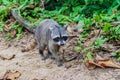 Crab-eating raccoon Procyon cancrivorus in Cahuita National Park, Costa Ri