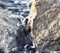 Crab emerging from the sea water