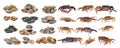 Crab and enamel venus shell, shellfish, Surf clam, mussel,