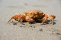 Crab (Erimacrus isenbeckii)