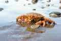 Crab (Erimacrus isenbeckii)