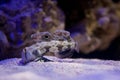Crab-Eyed Goby Fish Feeding on Bottom of Aquarium