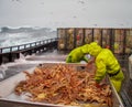 Crab fishermen in Bering Sea, Alaska, sorting opilio crab Royalty Free Stock Photo