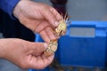 Crab fishing. Hands holding small fresh crabs Royalty Free Stock Photo