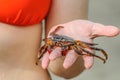 Crab is in girl`s hand on the beach