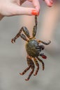 Crab is in girl`s hand on the beach Royalty Free Stock Photo