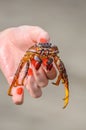 Crab is in girl`s hand on the beach