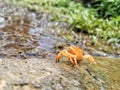 Golden Crab on a beach with wood