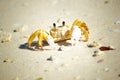 Crab in sandy Guardalavaca Beach Cuba