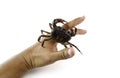 Crab in hand on white background Royalty Free Stock Photo