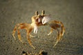 Crab with hands on the sandy beach