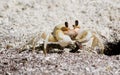 Crab having his breakfast Royalty Free Stock Photo