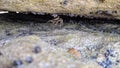 Crab hiding it self unde the stone Royalty Free Stock Photo