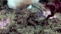 Crab hios masks camouflage underwater in search of food on seabed of White Sea.