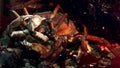 Crab hios and starfish underwater in search of food on seabed of White Sea.