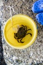 Crab caught on a crabbing line in a yellow bucket