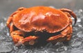 Crab on ice - Close up of stone crab steamed in the seafood restauran Royalty Free Stock Photo