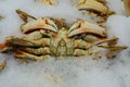 Crab Royalty Free Stock Photo