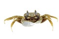 Crab isolated