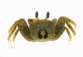 Crab isolated