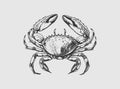 Crab Isolated Drawing. Sea Animal. Vector illustration. Seafood