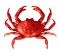 Crab Isolated Royalty Free Stock Photo