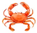 Crab isolated on white background, watercolor Royalty Free Stock Photo