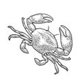 Crab isolated on white. Vector black vintage engraving