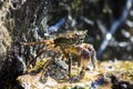 Crab at Israel sea Royalty Free Stock Photo