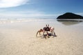 Crab in large sand beach