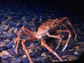 Crab life in aquarium