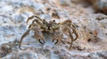 Closeup of a Crab on a Rocky Beach Royalty Free Stock Photo