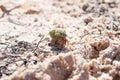 Crab in a light green shell. Shellfish on the beach hides in a s