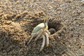 The crab lives in a hole on the shores of the Mediterranean