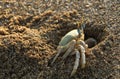 The crab lives in a hole on the shores of the Mediterranean