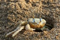 The crab lives in a hole on the shores of the Mediterranean