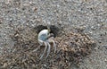 The crab lives in a hole on the shores of the Mediterranean