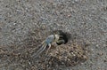 The crab lives in a hole on the shores of the Mediterranean