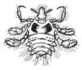 Crab louse, vintage illustration