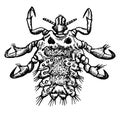 Crab Louse, vintage illustration