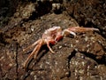 Crab Macro Closeup, Puerto Rico, Caribbean Royalty Free Stock Photo