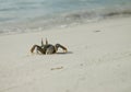 Crab Royalty Free Stock Photo