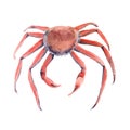Crab. Marine animal. Isolated on white background. Watercolor illustration.